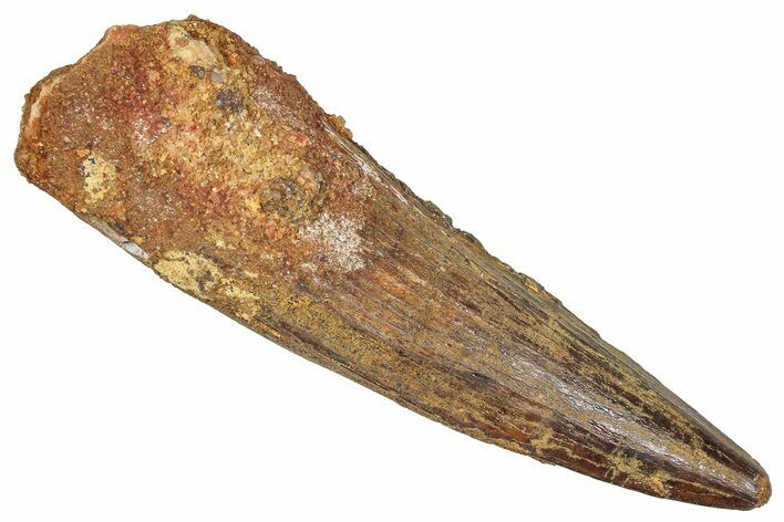 Fossil Spinosaurus Tooth - Real Dinosaur Tooth #373955